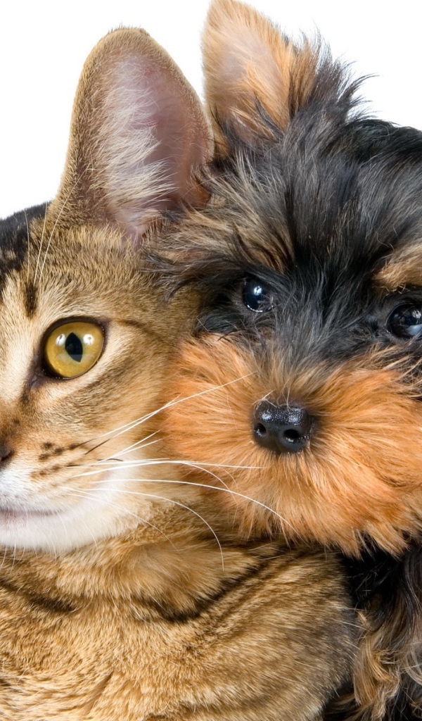 Лучший друг йоркширского терьера