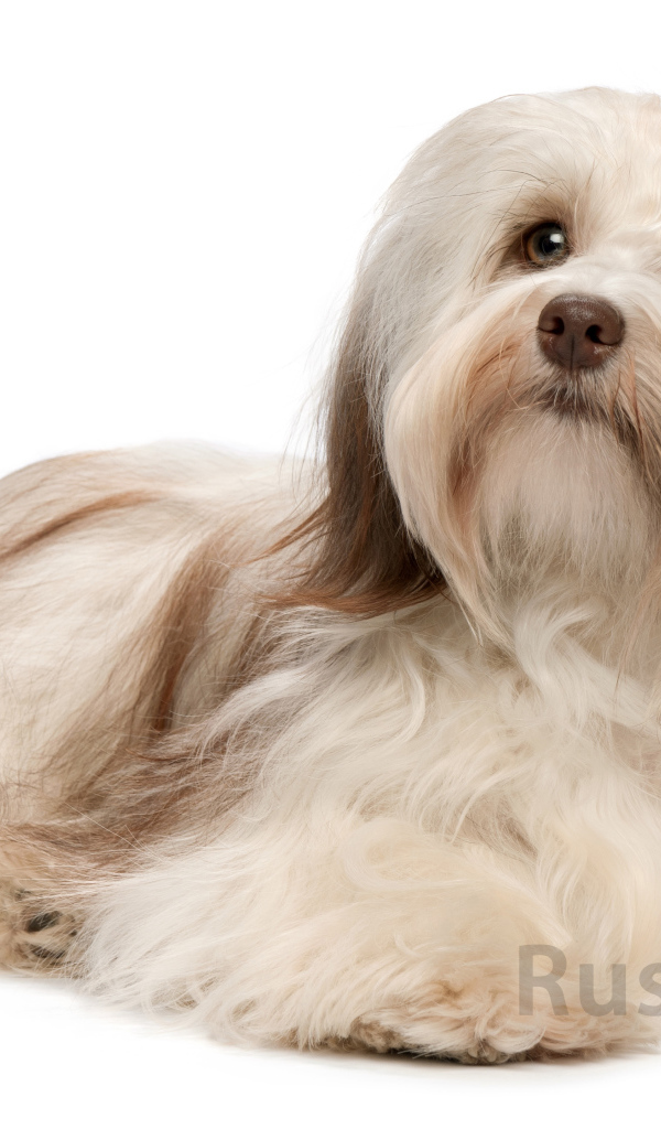 Болонка бишон лежит