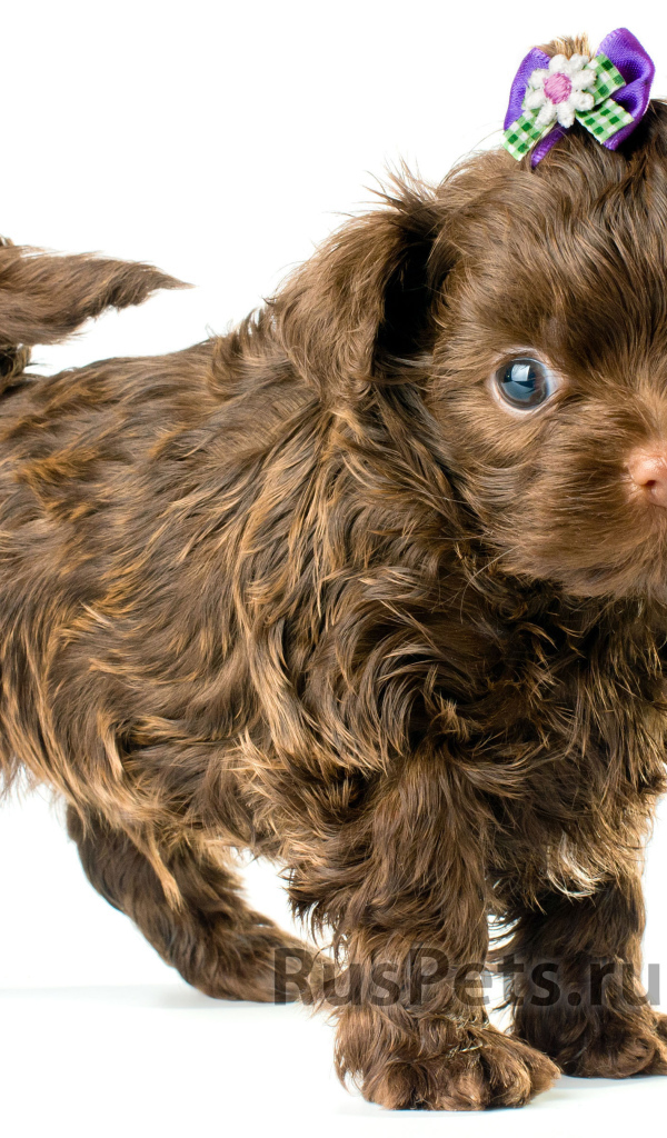 Болонка коричневого цвета