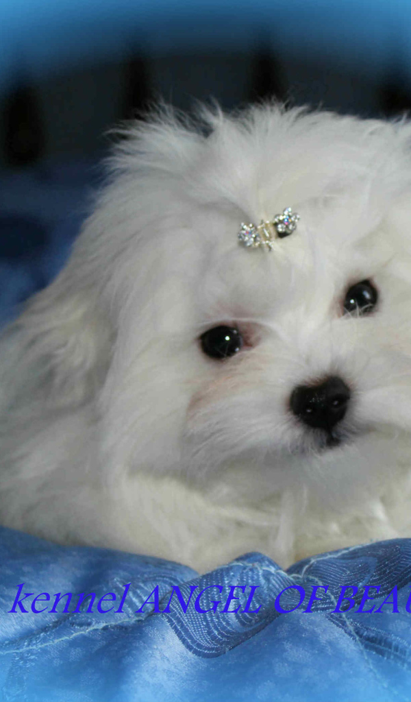 Болонка собака ангел