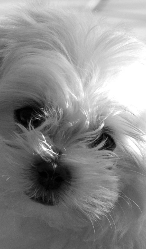 Болонка в лучах солнца