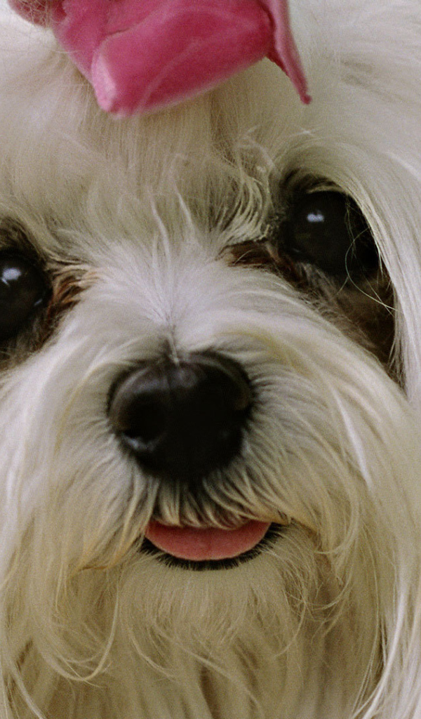 Болонка с выразительными глазами