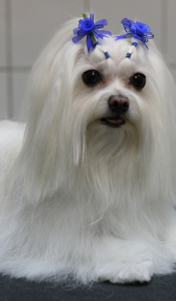 Болонка с украшениями