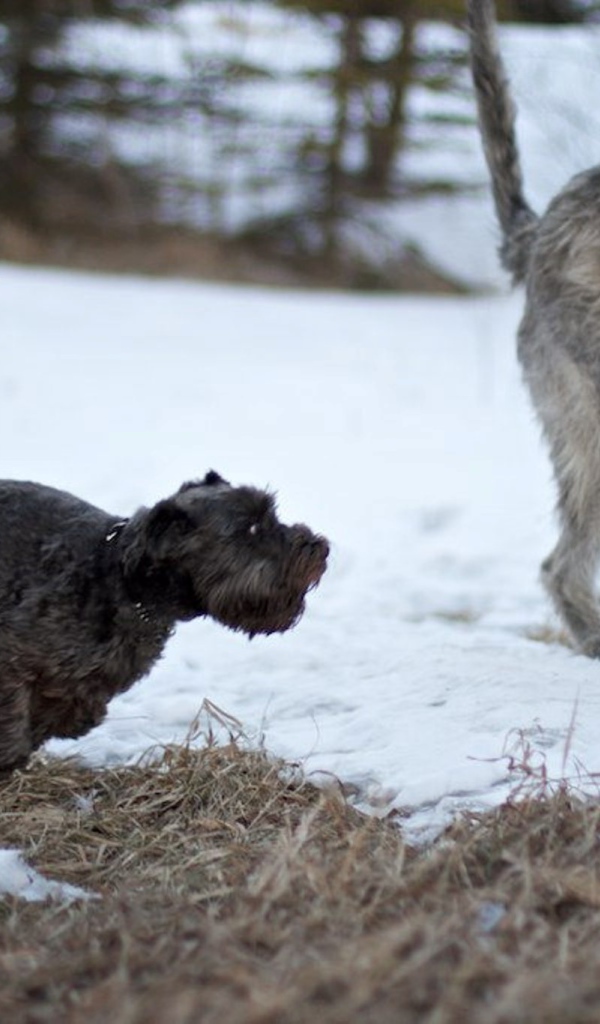 Большой ирландский волкодав убегает от маленькой собачки