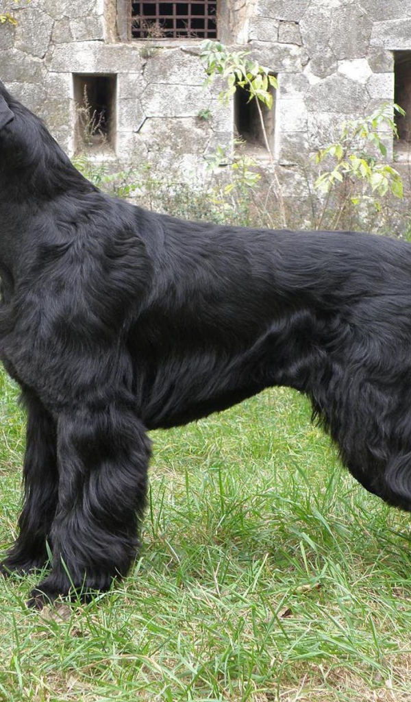 Большая собака шнауцер