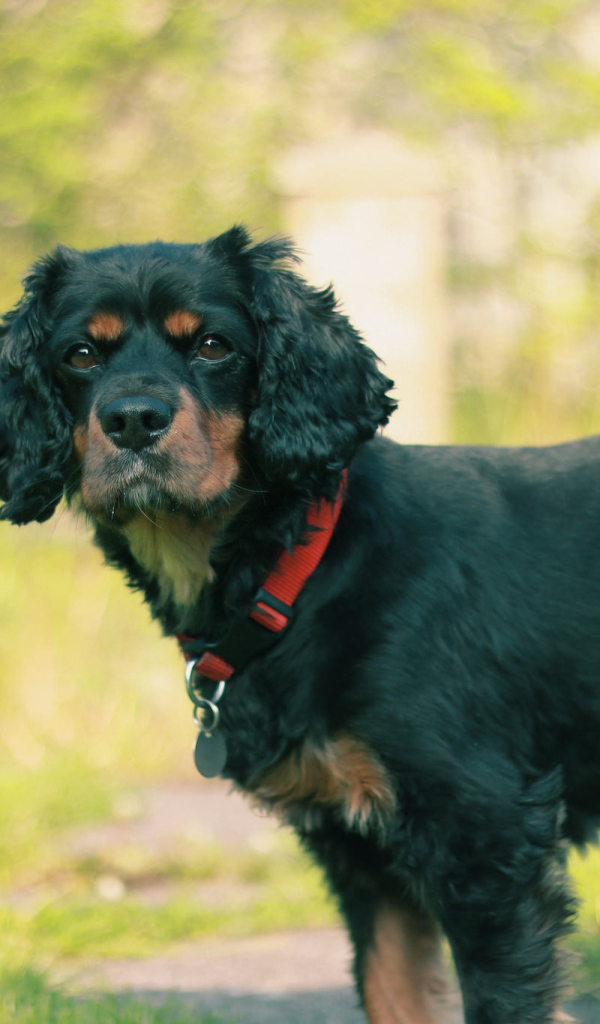 Черный кавалер кинг чарльз спаниель