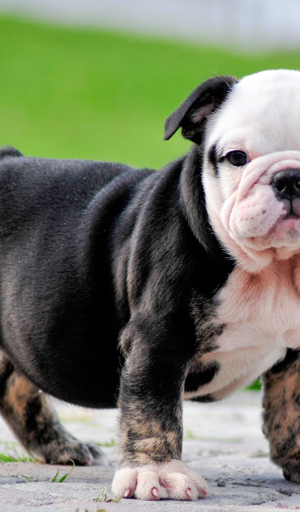 Черный щенок английского бульдога