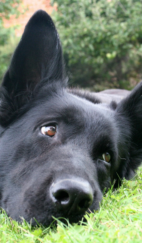 Черная немецкая овчарка лежит на траве