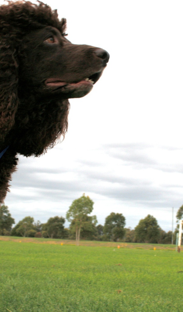 Черный ирландский водяной спаниель