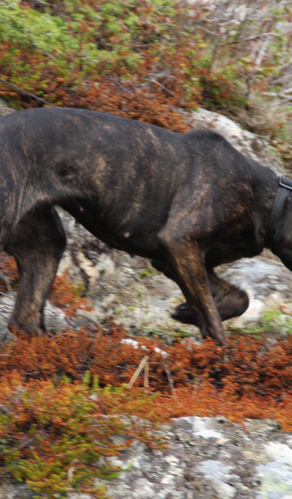 Черная фараонова собака