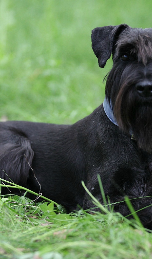 Черный шнауцер в траве