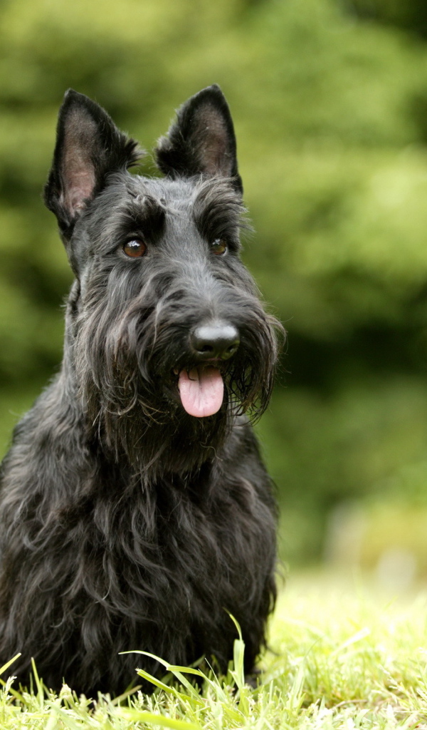 Черный шнауцер на траве