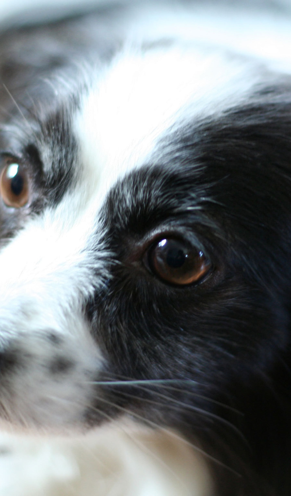 Черно белый папильон