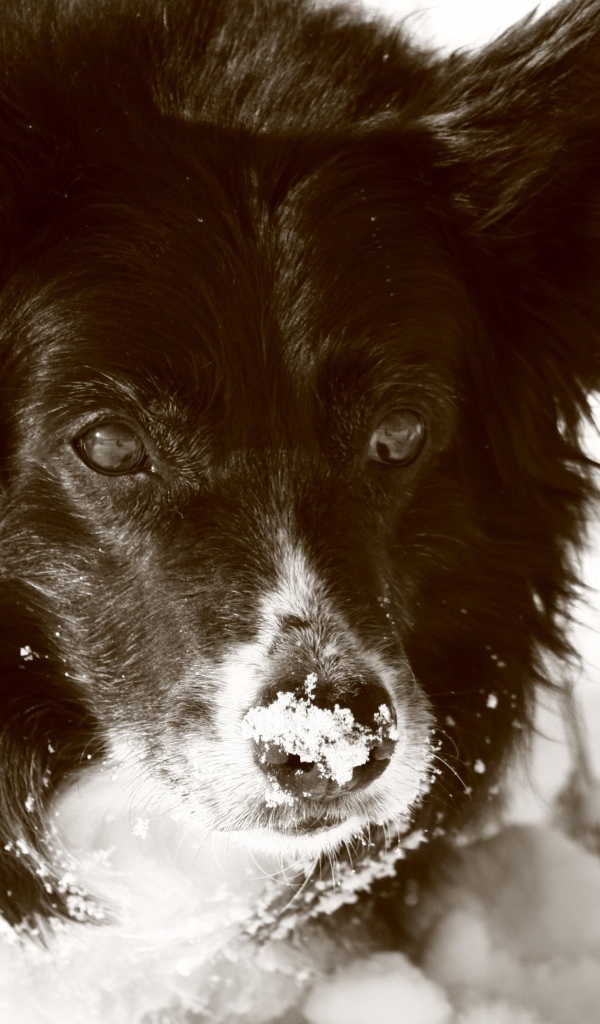 Черная колли в снегу