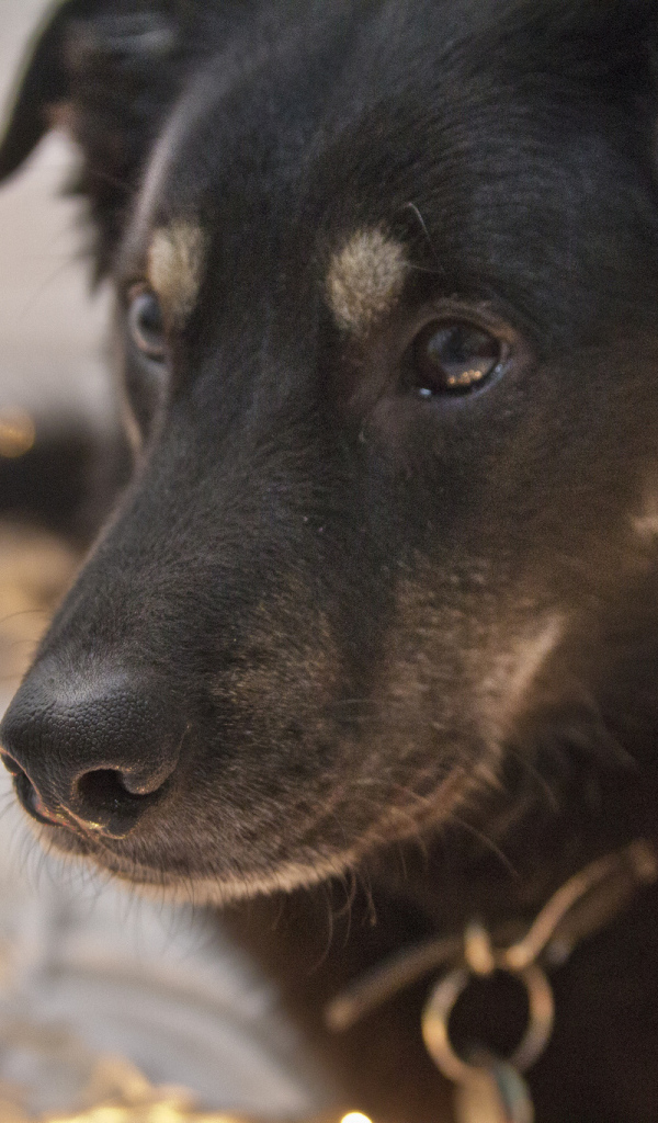 Черный окрас собаки чинук