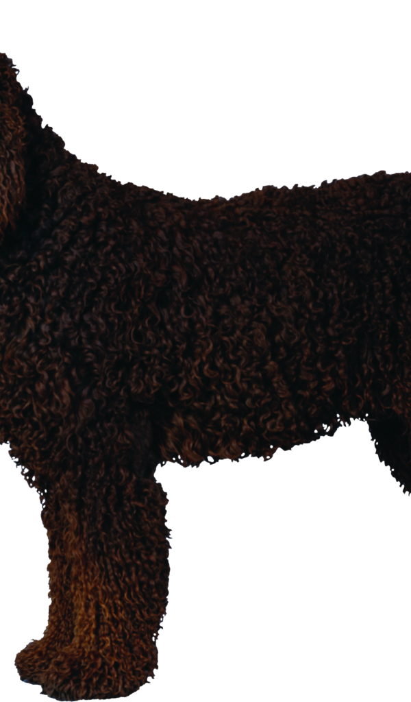 Черный кучерявый пудель