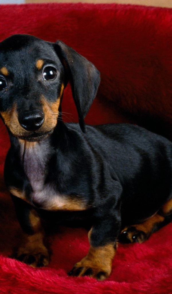 Щенок черной таксы
