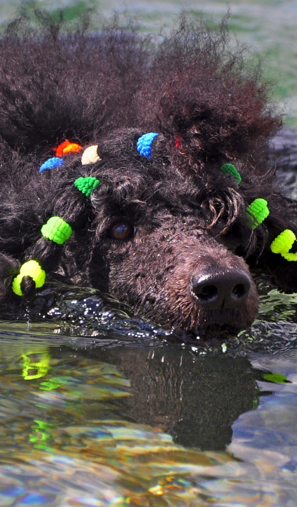 Черный пудель плывет