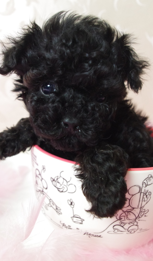 Черный щенок пуделя в чашке