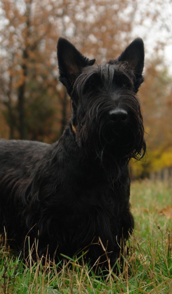 Черный шнауцер в парке
