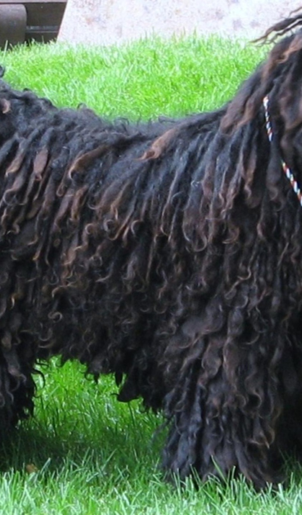 Черный лохматый комондор