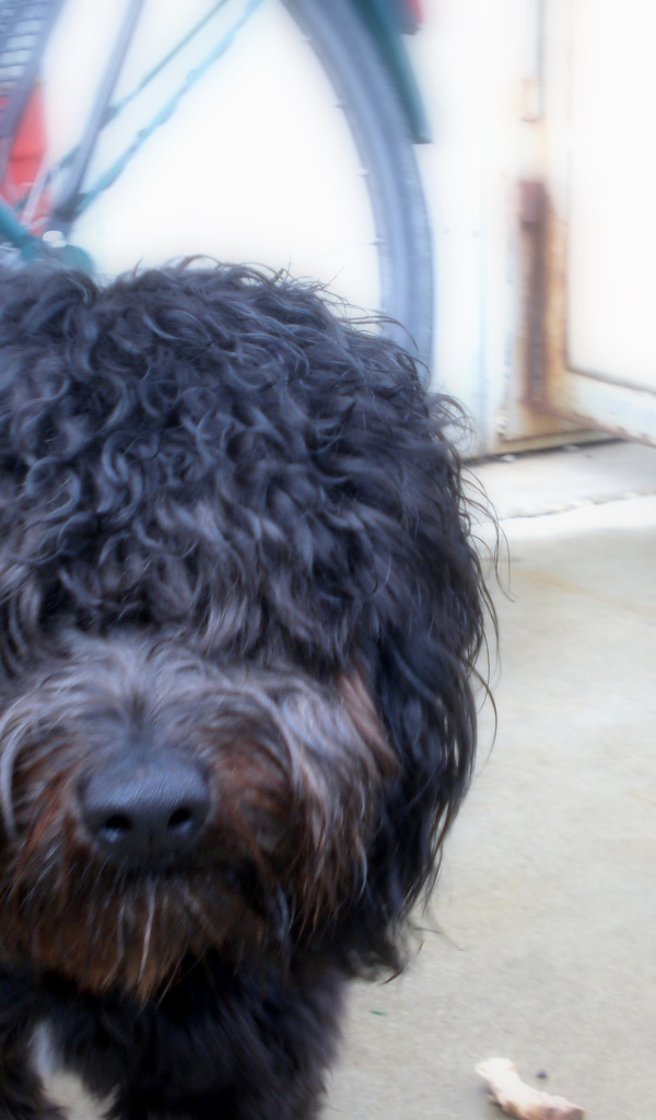 Черный лохматый барбет