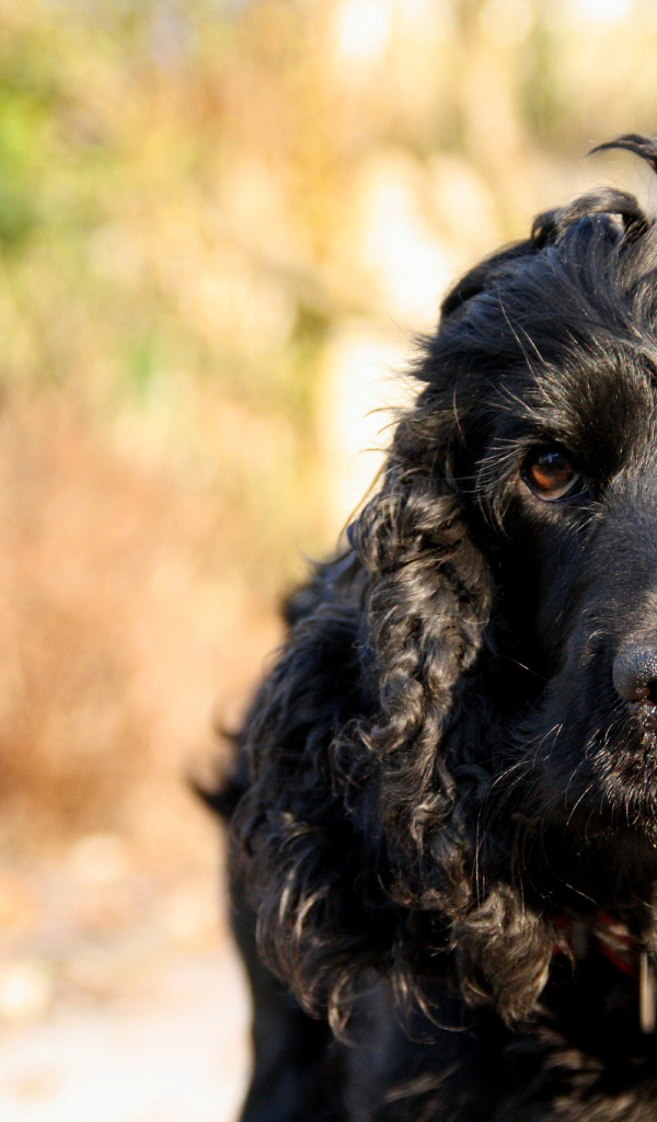 Черный лохматый пудель