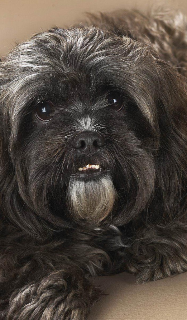 Черный шитцу на диване