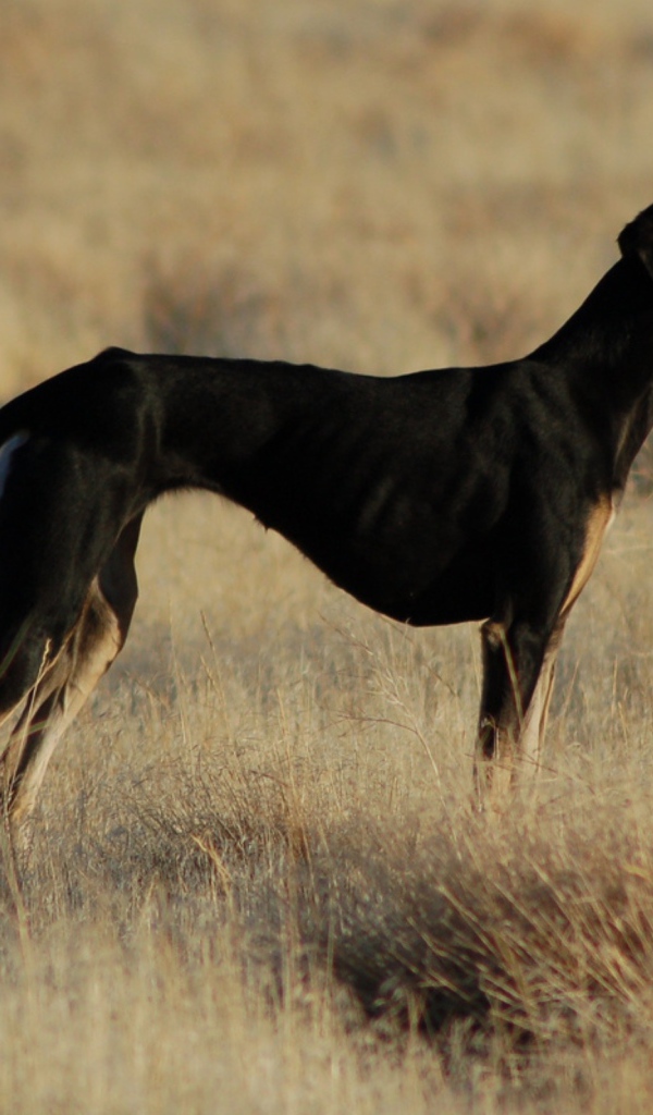 Черная стройная салюки