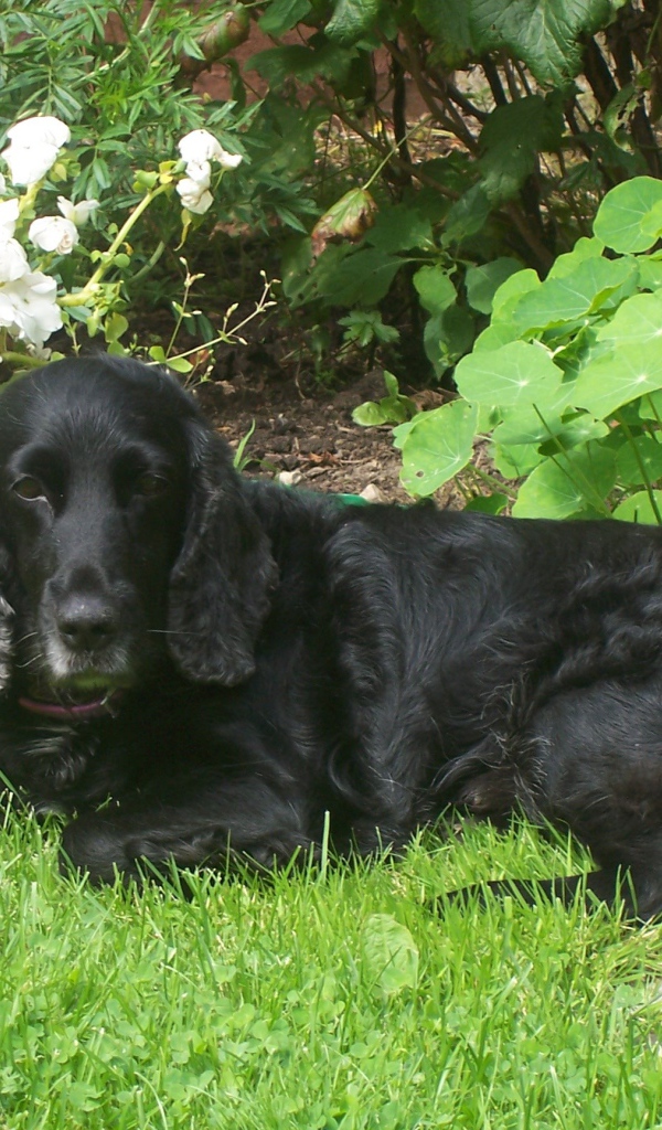 Черный спаниель лежит