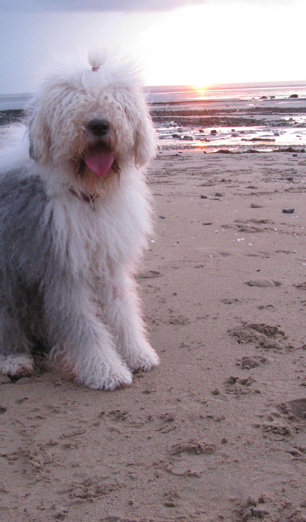 Бобтейл на фоне заката