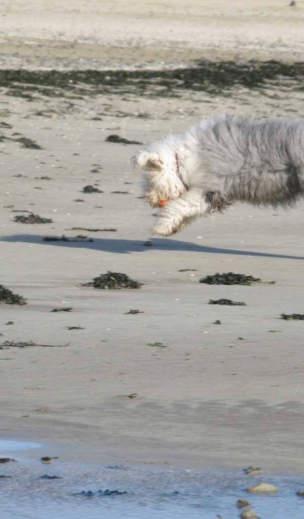 Бобтейл ловит мяч