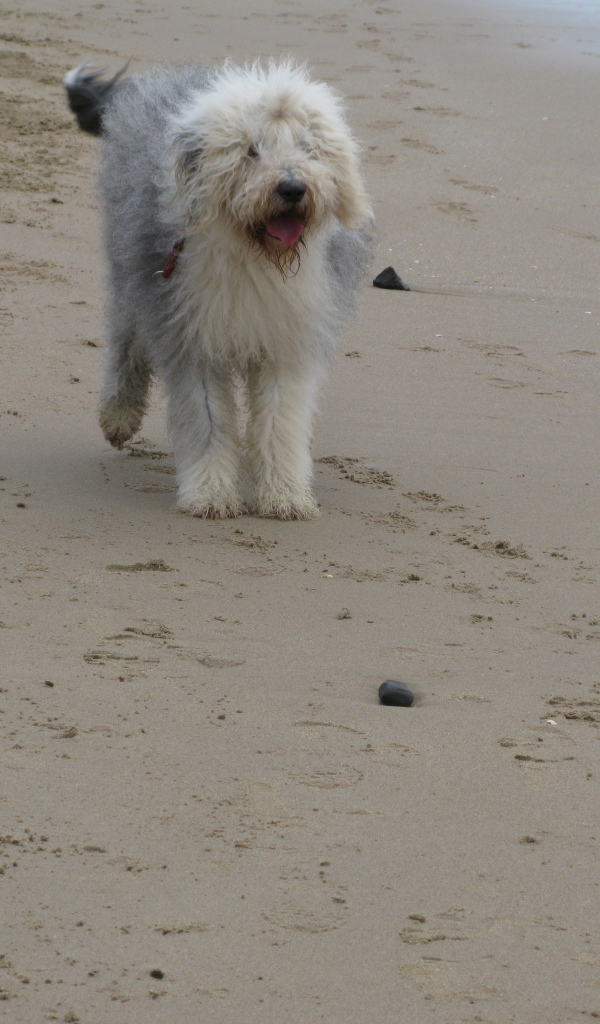 Собака бобтейл на пляже