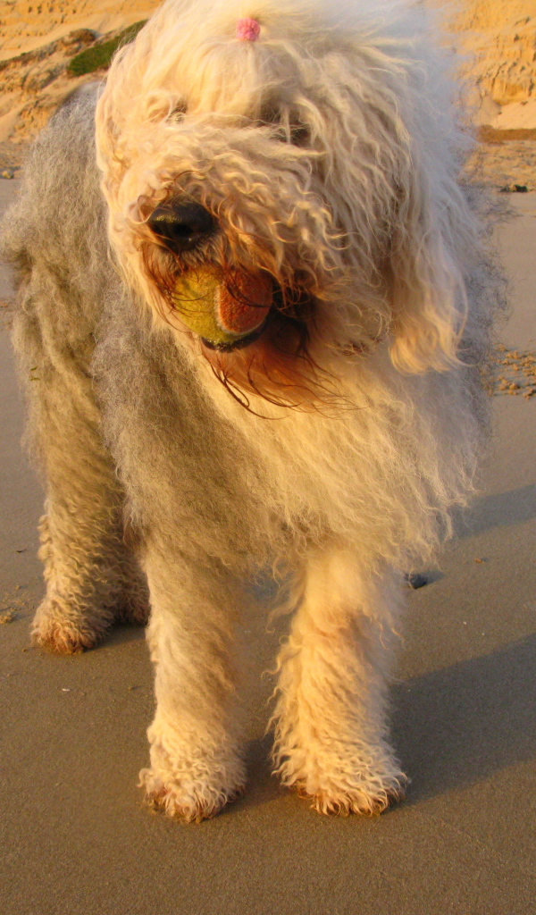 Лохматый бобтейл с мячом