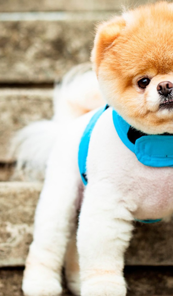 Самая симпатичная собака Бу