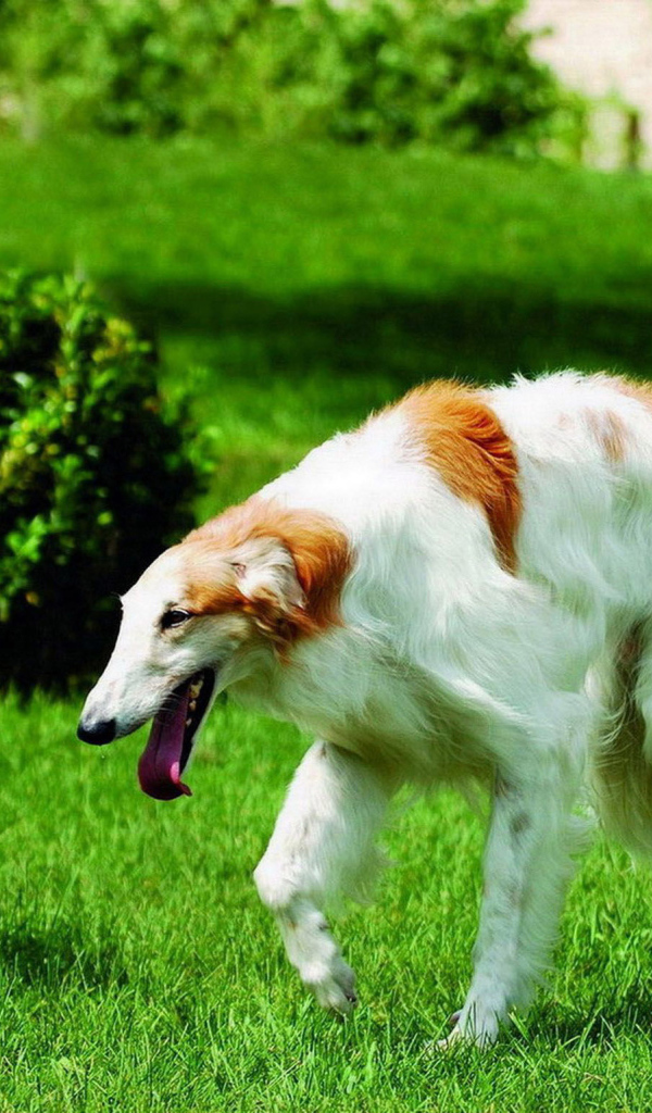 Борзая бежит по газону