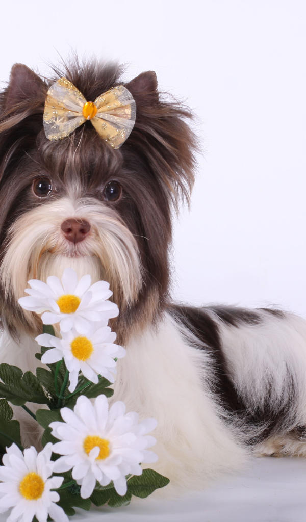 Букет ромашек для бивер йорк