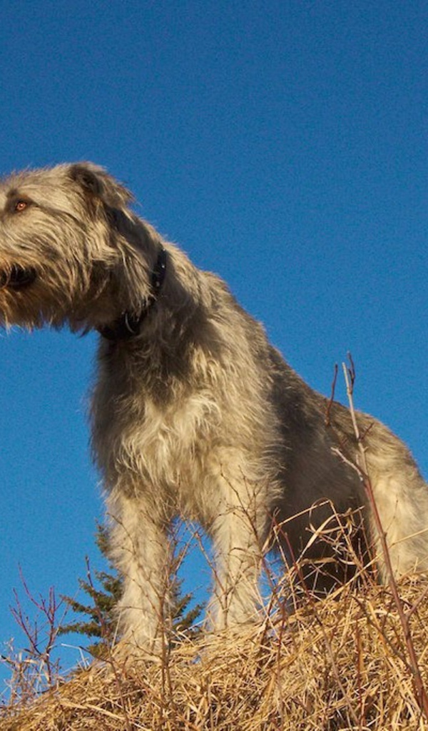 Порода собак ирландский волкодав