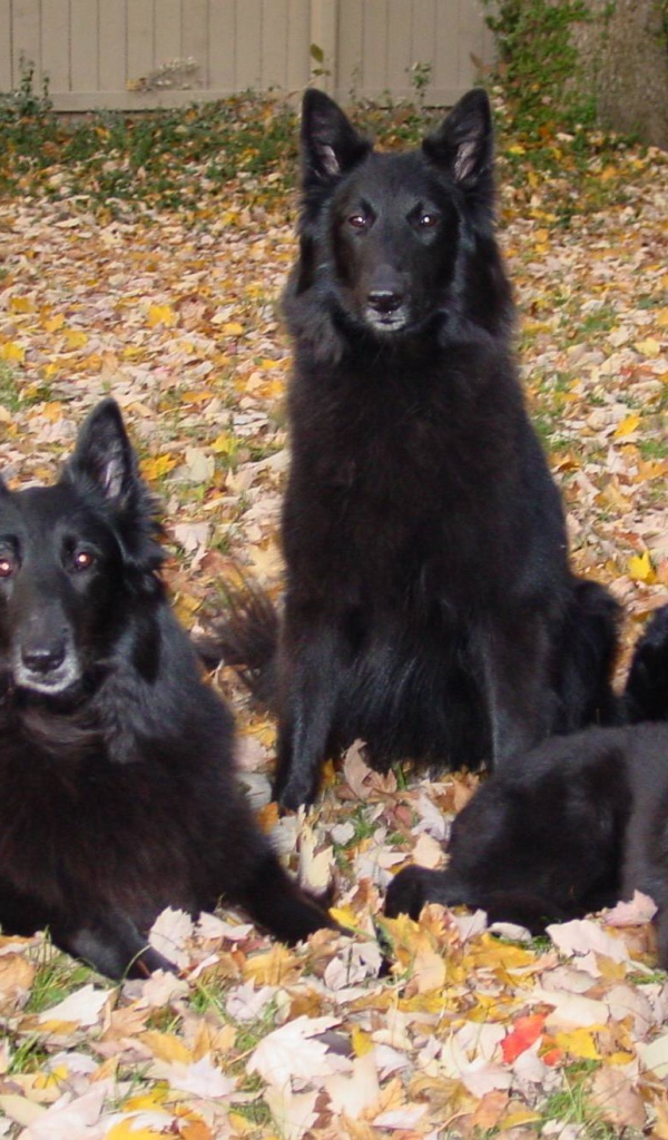 Порода собак муди