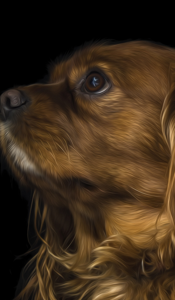 Коричневый кавалер кинг чарльз спаниель