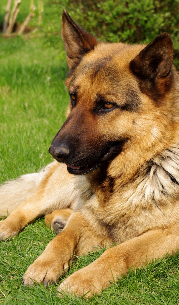 Коричневая немецкая овчарка на траве