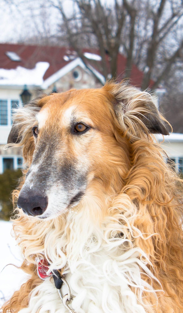 Коричневая борзая за городом