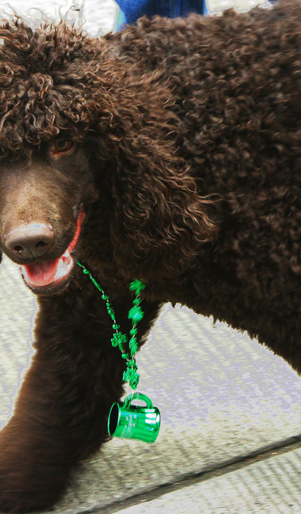 Коричневый ирландский водяной спаниель