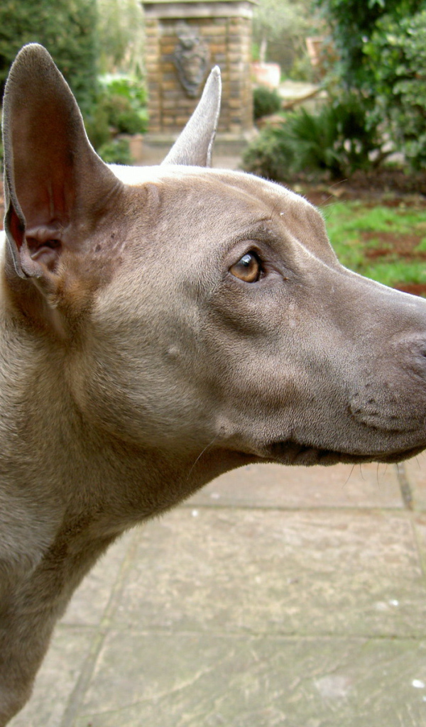 Коричневый тайский риджбек