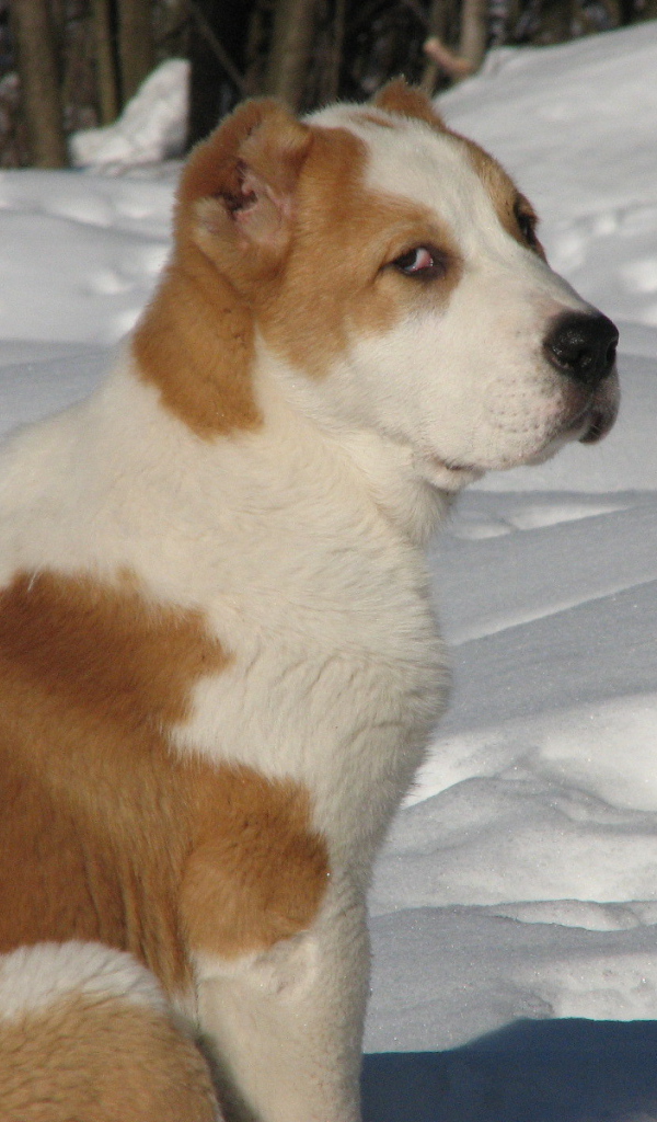 Коричневый алабай сидит на снегу