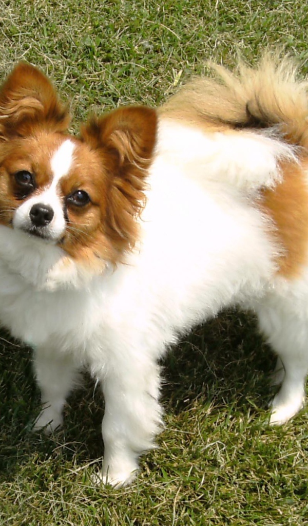 Бело коричневый папильон