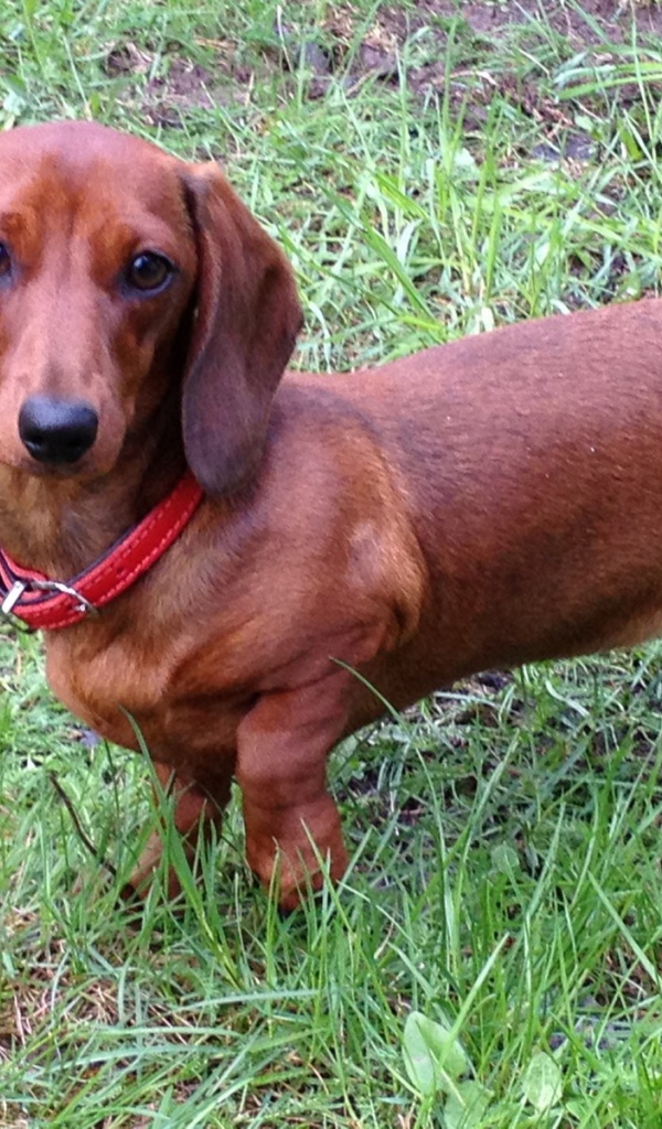 Коричневая такса на траве