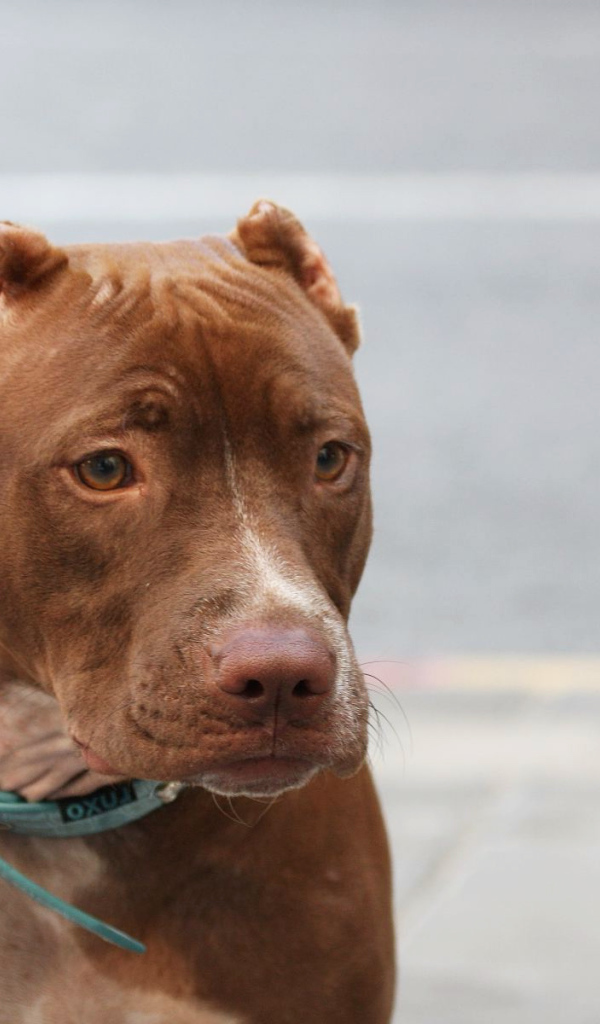 Коричневый питбуль на поводке