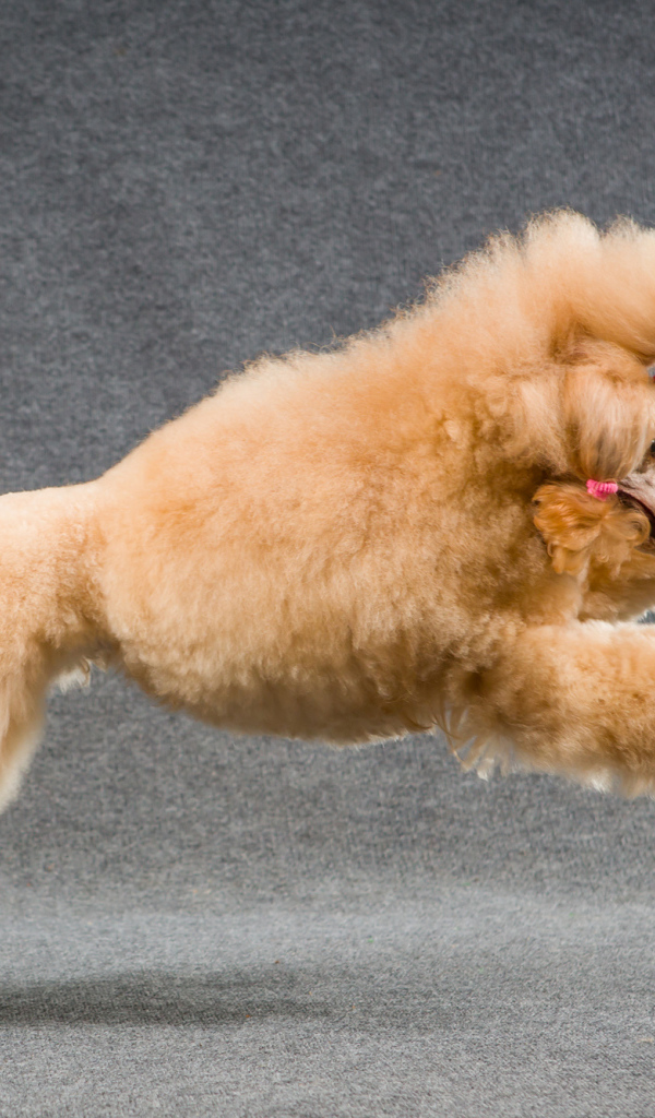 Коричневый пудель прыгает