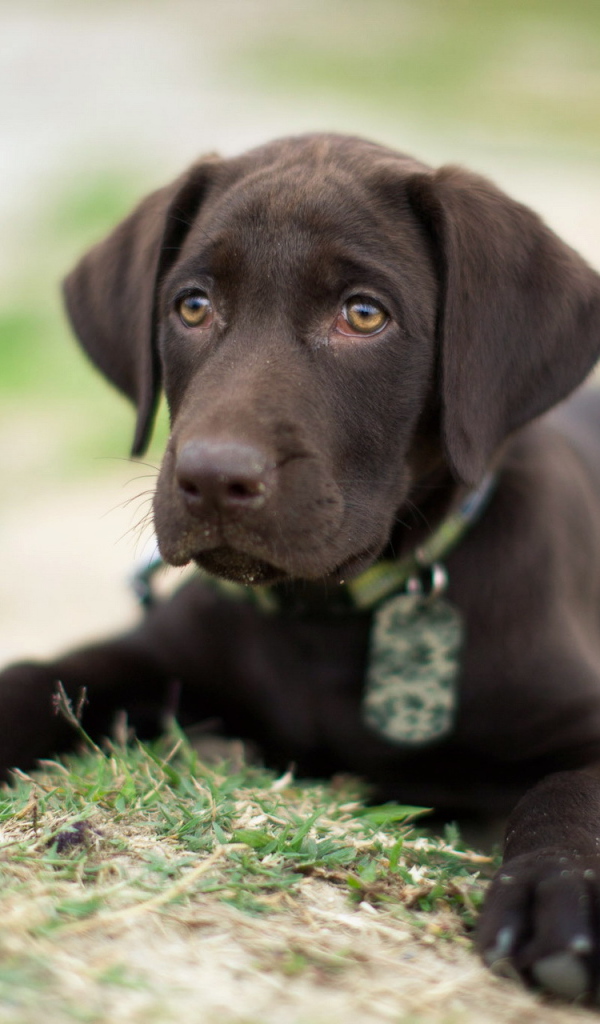 Коричневый щенок на траве